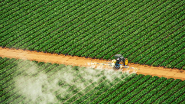 Best Ant Control Services  in Fort Pierce North, FL