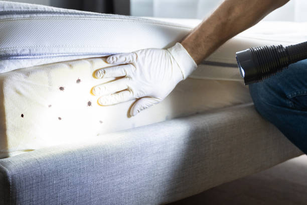 Best Flea Control Services  in Fort Pierce North, FL